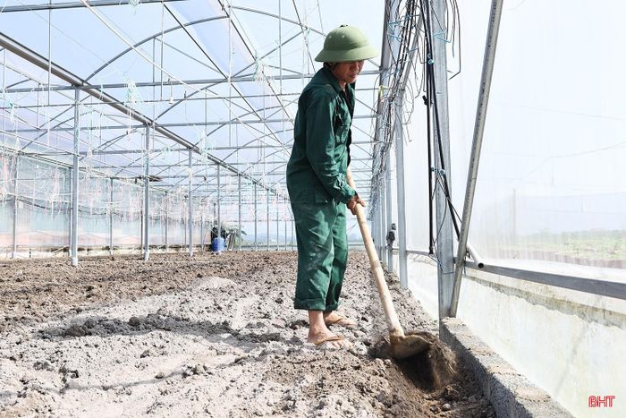 Không chỉ trồng hoa trên luống, năm nay, gia đình ông Biên tiếp tục phát triển hoa trồng chậu để phục vụ nhu cầu đa dạng của thị trường, với số lượng dự kiến gần 200 chậu.