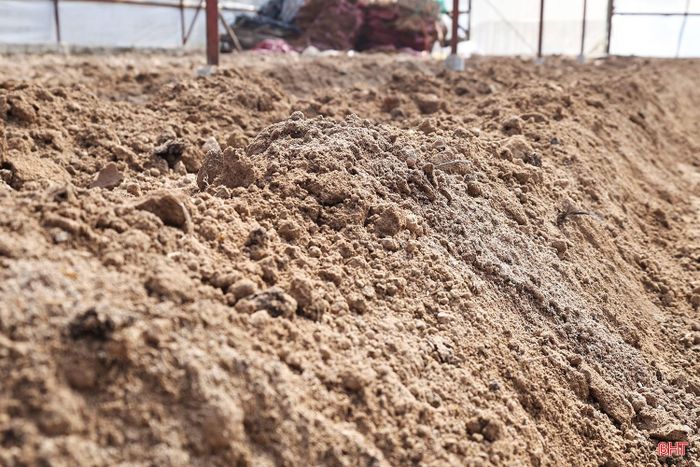 “Vụ hoa cúc năm nay, gia đình tôi trồng với diện tích hơn 1.100 m², trên 90.000 cây giống. Để bảo đảm tiến độ, hai tuần nay, tôi đã huy động toàn bộ nhân lực trong nhà, đồng thời thuê thêm lao động làm đất, tranh thủ thời tiết tạnh ráo để xuống giống” - ông Trình cho biết.