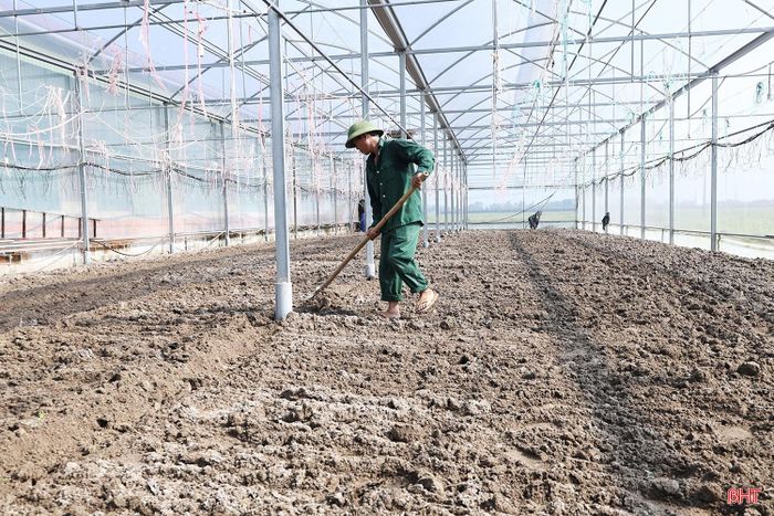 Sau khi hoàn tất khâu làm đất trên diện tích 600 m², khoảng 3 ngày tới, gia đình ông Bùi Quang Biên dự kiến xuống giống các loại hoa cúc như cúc vàng pha lê, cúc mâm xôi, cúc vàng Đài Loan, cúc tím lan, cúc trắng kim cương…