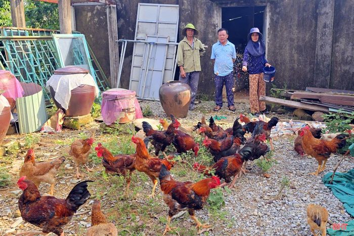 Mô hình chăn nuôi gà của chị Trần Thị Hiền ở thôn Tân Phong phát triển tốt, góp phần nâng cao thu nhập cho gia đình.