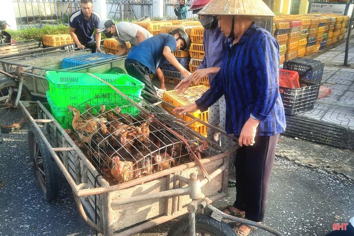 Trước đó, bà con đã được tập huấn về kỹ thuật chăm sóc, nuôi dưỡng, phòng, chống dịch bệnh và vệ sinh chuồng trại.
