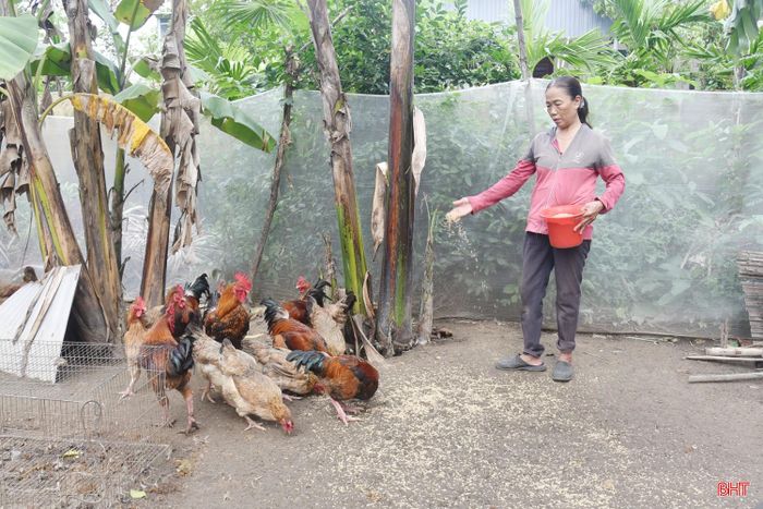 Mô hình sinh kế gà được hỗ trợ vào cuối năm 2025 đang giúp chị Trần Thị Síu (thôn Thạch Mỹ) có thêm thu nhập.