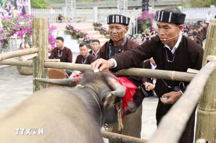 Thầy cúng lấy một nắm cơm nếp chấm lên đầu trâu với mong muốn thông báo cho trâu là gia chủ đã làm xong lý tháo vai cho trâu. (Ảnh: Quý Trung/TTXVN)