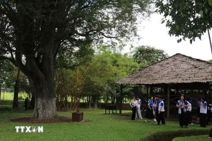 Cây Me tại Căn cứ Bộ Chỉ huy Quân giải phóng miền Nam Việt Nam được công nhận là Cây Di sản Việt Nam. (Ảnh: K GỬIH/TTXVN)