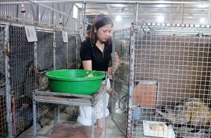 Trang trại nuôi cầy hương của chị Đặng Thị Duyên, phường Nguyễn Úy mang lại thu nhập cao.