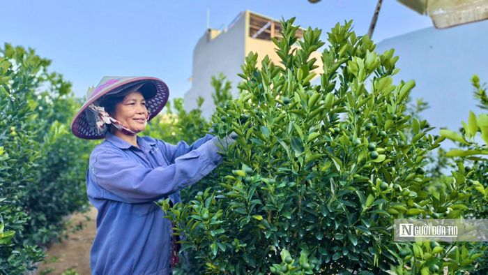 Nhà vườn có số lượng cây lớn đều phải thuê thêm người bởi công việc nhiều và đòi hỏi sự tỉ mỉ.