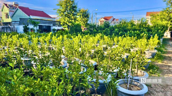 Các nhà vườn chủ động áp dụng biện pháp kỹ thuật để giữ cây phát triển, nhiều quả và dáng đẹp cho vụ Tết.
