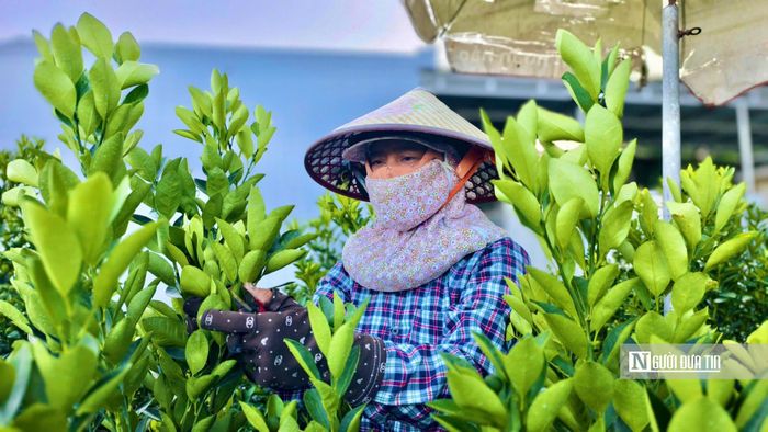 Ngoài mang lại thu nhập cho các nhà vườn, vụ quất Tết còn tạo thêm công việc thời vụ cho nhiều lao động địa phương.