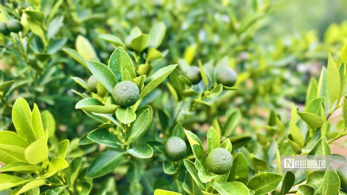 Nhà vườn cho biết, khó nhất là giữ cho quất sinh trưởng đúng nhịp để đến Tết vừa có quả xanh, quả chín, tán cân đối.
