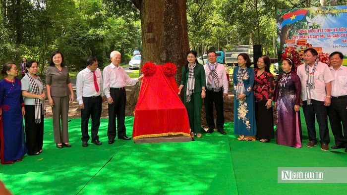 Nguyên Ủy viên Bộ Chính trị, nguyên Chủ tịch nước Nguyễn Minh Triết (trái) và Ủy viên Trung ương Đảng, Phó Bí thư Thường trực Thành ủy Tôn Ngọc Hạnh (phải) thực hiện nghi thức mở bia cây di sản.