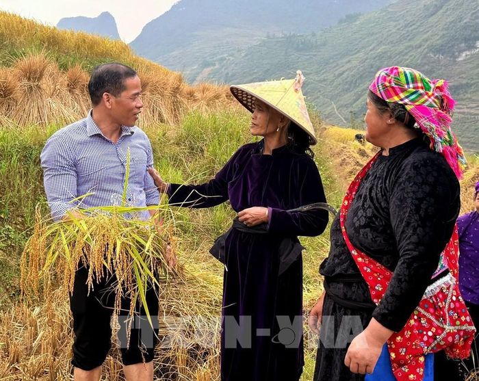 Lãnh đạo xã Lũng Cú cùng người dân thu hoạch lúa, đánh giá năng suất và hiệu quả các giống lúa đặc sản của địa phương trong vụ mùa năm 2026. Ảnh: TTXVN phát