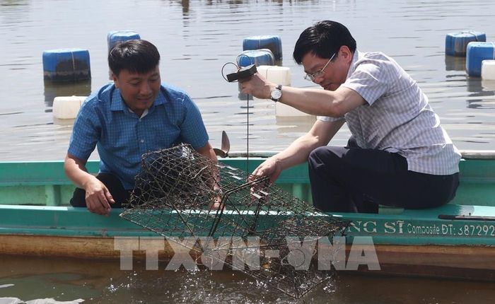 Phó Bí thư Thường trực Tỉnh ủy Cà Mau Đặng Văn Dũng khảo sát mô hình nuôi tôm, cua sinh thái. Ảnh: Tuấn Phi - TTXVN