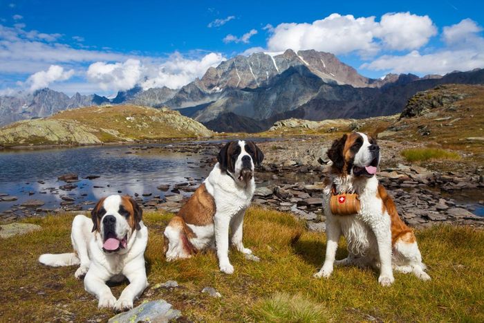 Những chú chó Saint Bernard giữa phong cảnh núi Alps. Ảnh: Muntside