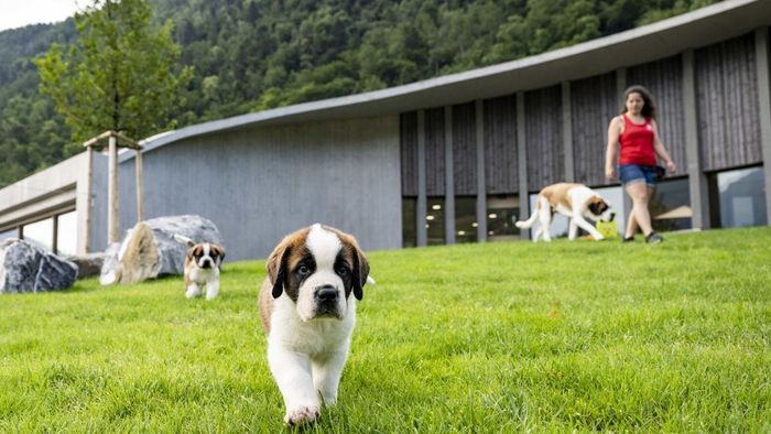 Những chú chó Saint Bernard tại Barryland được chăm sóc kỹ lưỡng từ lúc còn bé. Ảnh: Fondation Barry