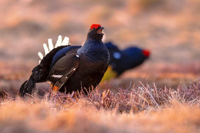 Gà gô đen. Ảnh: Rudmer Zwerver / Shutterstock