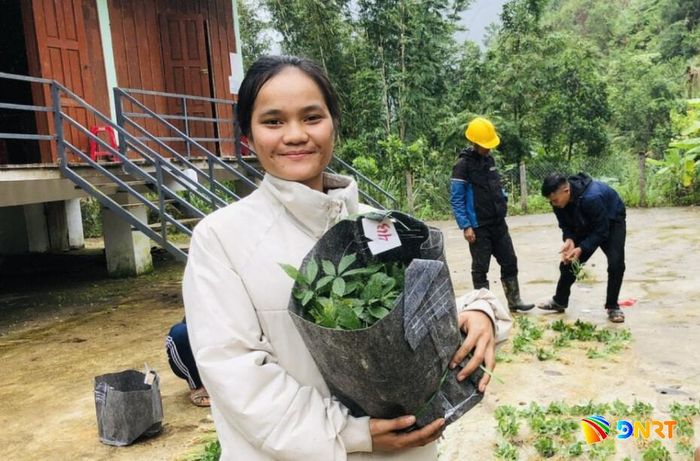 Xã Nam Trà My hỗ trợ sâm giống cho người dân phát triển kinh tế, giảm nghèo bền vững. Ảnh: HỒ QUÂN