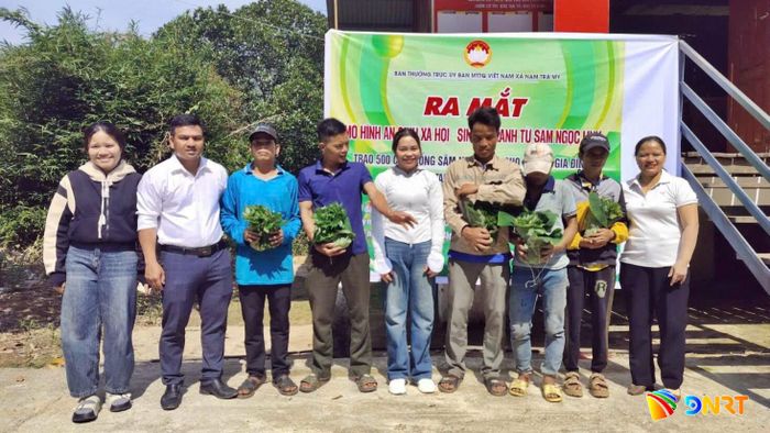 Mô hình an sinh xã hội “Sinh kế xanh từ sâm Ngọc Linh” đang tạo nên sự thay đổi về công tác giảm nghèo bền vững ở xã Nam Trà My. Ảnh: ĐÔNG YÊN