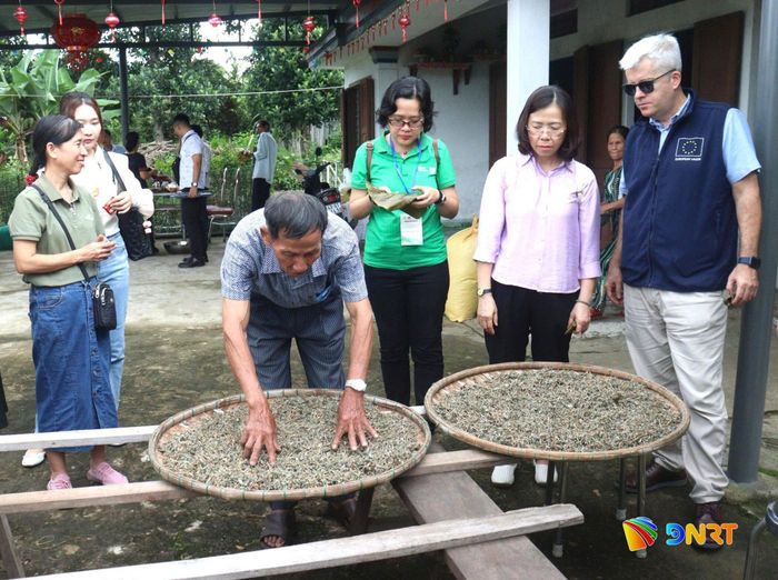 Green Việt và Phái đoàn Liên minh châu Âu (EU) tại Việt Nam tham quan mô hình chè dây tại xã Sông Vàng. Ảnh: HOÀNG HIỆP