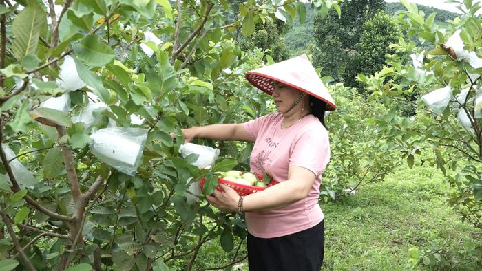 Phụ nữ phường Hải Vân tăng thu nhập từ trồng ổi theo hướng kinh tế tuần hoàn. Ảnh: QUỐC CƯỜNG