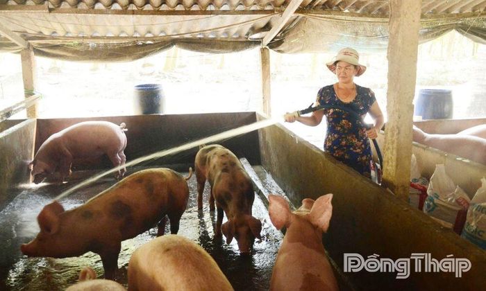 Việc phát triển chăn nuôi heo theo hướng an toàn sinh học trên địa bàn tỉnh Đồng Tháp góp phần giúp ngành chăn nuôi phát triển bền vững.