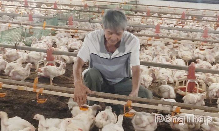 Mô hình nuôi gà trong phòng lạnh của ông Nguyễn Đức Lữ (phường Đạo Thạnh) mang lại hiệu quả kinh tế cao.