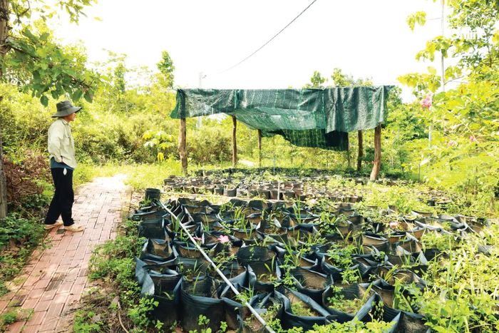 Những cây giống dược liệu, sâm được ươm mầm ở Làng Ong.