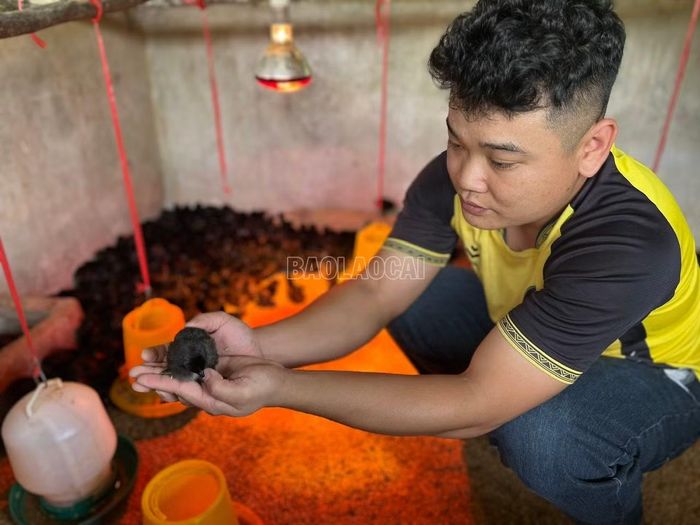 Những con gà giống được gia đình anh Tựa chăm sóc cẩn thận, bảo đảm điều kiện sinh trưởng nhanh.