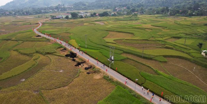 Các vận động viên chạy qua cánh đồng Hợp Thành đang mùa thu hoạch.