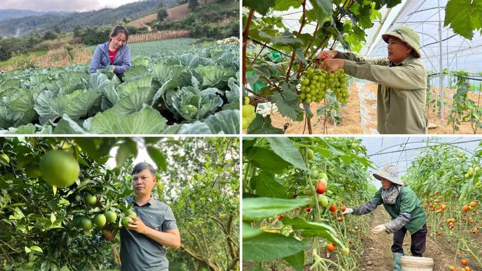 Chuyển sang canh tác hữu cơ không chỉ thay đổi quy trình canh tác mà còn đòi hỏi tổ chức lại sản xuất.