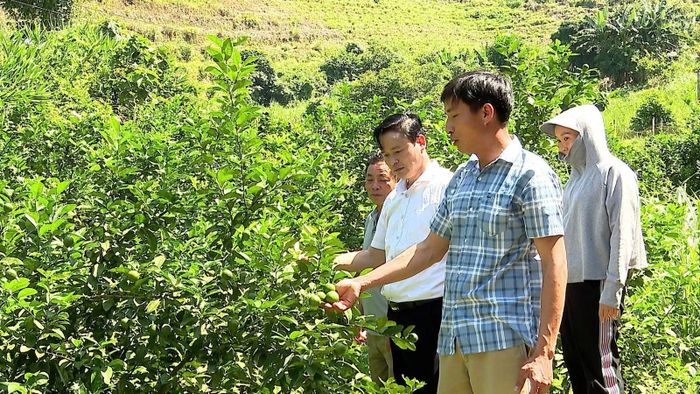 Anh Đỗ Văn Lợi (áo kẻ) chia sẻ cách chăm sóc cây chanh để nâng cao năng suất, chất lượng quả.