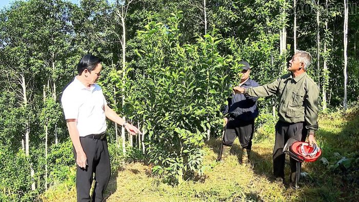 Ông Hoàng Văn Vượng - Giám đốc Trung tâm Dịch vụ tổng hợp xã Nghĩa Tâm (bên trái) kiểm tra mô hình trồng cây ăn quả của gia đình ông Hà Kim Tỵ.