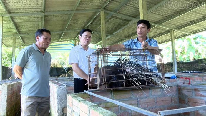 Anh Đỗ Văn Lợi giới thiệu mô hình nuôi nhím - hướng phát triển kinh tế mang lại lợi nhuận cao cho gia đình.