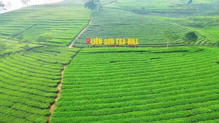 Đồi chè Liên Sơn - điểm check-in thu hút khách du lịch.