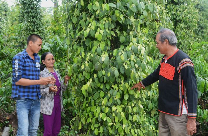 Người có uy tín xã Đắk Wil (bên phải) khuyến khích người dân chủ động học hỏi kinh nghiệm, áp dụng kỹ thuật canh tác, lựa chọn cây trồng, vật nuôi phù hợp để nâng cao thu nhập, cải thiện đời sống.