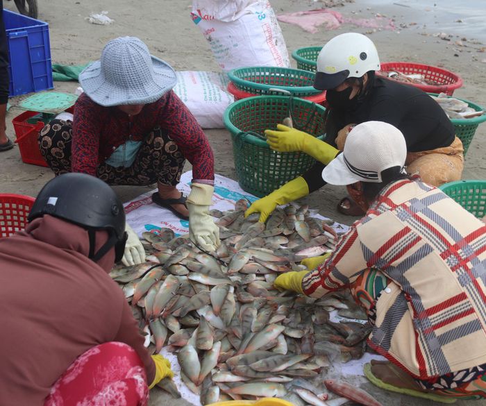 Những mẻ cá tươi rói được các chị phân loại, đóng thùng vận chuyển đi các nơi