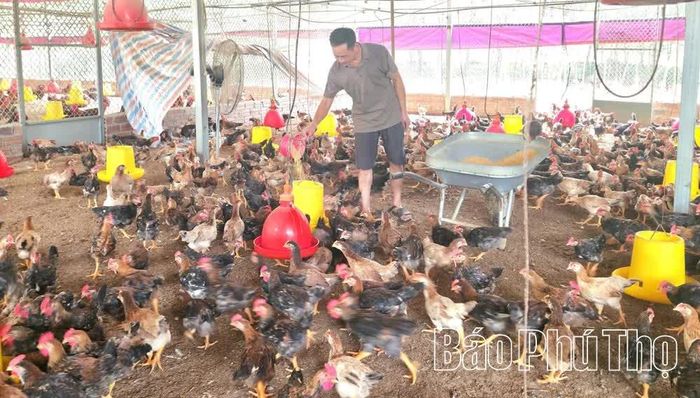 Anh Tạ Công Lương thôn 4, chăm sóc đàn gà thương phẩm quy mô hơn 4.000 con gà Hồ và gà Mía, mang lại nguồn thu nhập ổn định.