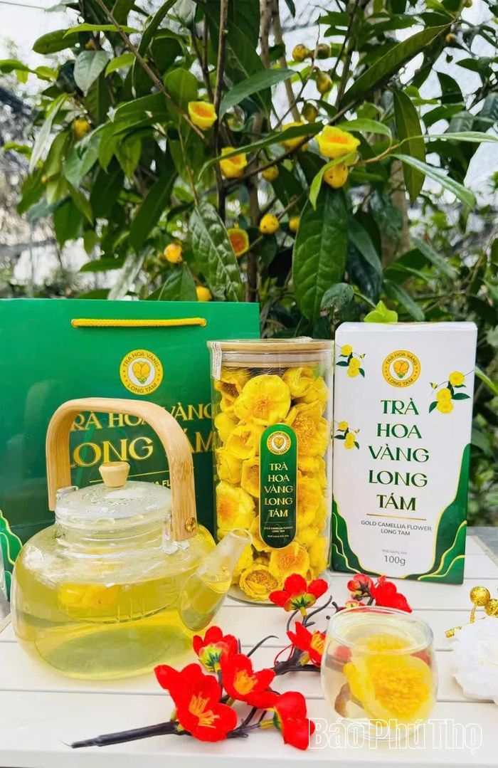 Trà hoa vàng Long Tám - Tinh hoa của núi rừng Tam Đảo.