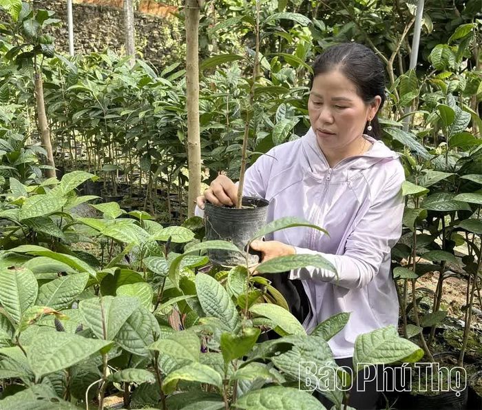Chị Lưu Thị Tám kiểm tra vườn ươm cây giống chuẩn bị cung cấp cho người dân địa phương.