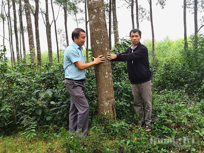 Việc thực thi EUDR giúp nâng cao vị thế ngành gỗ Quảng Trị trên trường quốc tế - Ảnh: Đ.H
