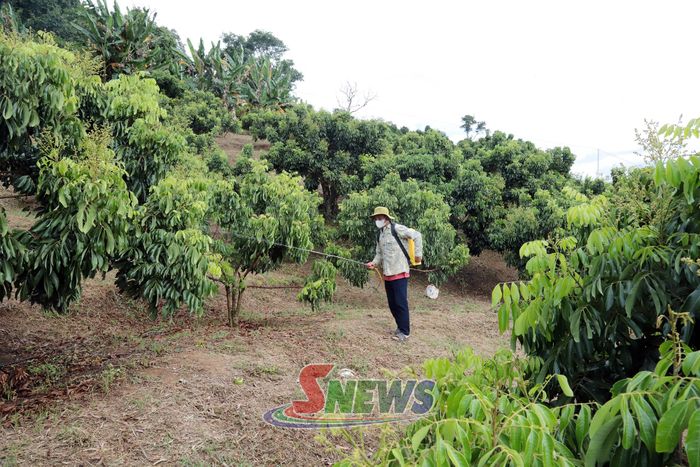Nông dân bản Lè, xã Chiềng Khoong chủ động các biện pháp phòng trừ sâu bệnh hại vườn nhãn chín sớm.