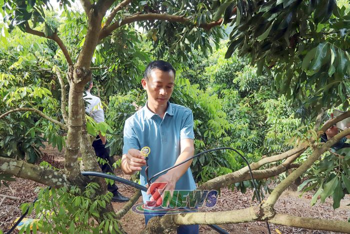 Nông dân bản Huổi Bó, xã Chiềng Khoong ứng dụng hệ thống tưới tự động giúp tiết kiệm nhân công và nâng cao hiệu quả cây trồng.