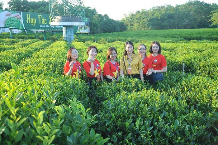 Sức sống mới giữa vùng chè đặc sản Tân Cương. Ảnh: PV