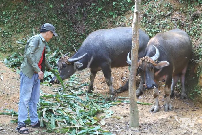 Gia đình anh Tống Đình Nội ở thôn Khau Lai, xã Hợp Thành chăm sóc 2 con trâu được hỗ trợ.