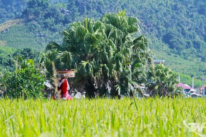 Giữa tháng 10, lúa trên những thửa ruộng bậc thang ở Bản Tèn chín rộ, là thời điểm nơi đây thu hút đông du khách yêu thiên nhiên và thích khám phá văn hóa bản địa.