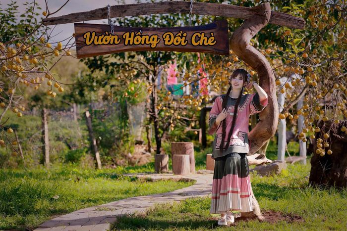 Những vườn hồng rộng bạt ngàn không chỉ cho quả ngọt, mà còn mang đến không gian thơ mộng, thu hút du khách tham quan, chụp ảnh, trải nghiệm hái hồng tại vườn.