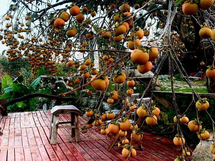 Các vườn hồng ở cao nguyên Mộc Châu sẽ mở đón khách tới Tết dương lịch. Thời gian này, ngoài chụp ảnh tại vườn hồng, du khách có thể tham quan đồi hoa cải trắng, vàng, hoa mận sớm, vườn cam…