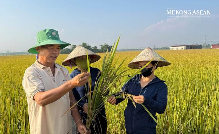 Lúa giảm phát thải cần cơ chế hỗ trợ để nhân rộng. Ảnh: Ngọc Linh