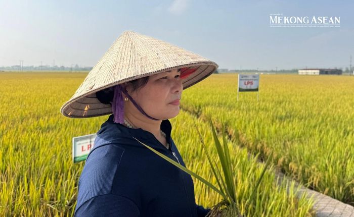 Ninh Bình: Lúa giảm phát thải cần cơ chế hỗ trợ để nhân rộng
