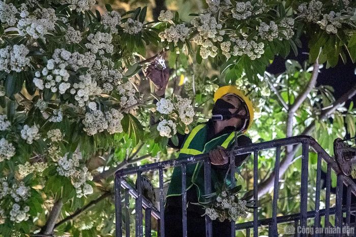 Công nhân cắt tỉa từng tán hoa sữa.