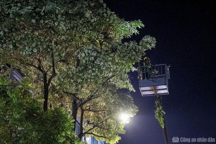 Công nhân cắt tỉa hoa sữa trong đêm.